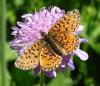 Boloria selene